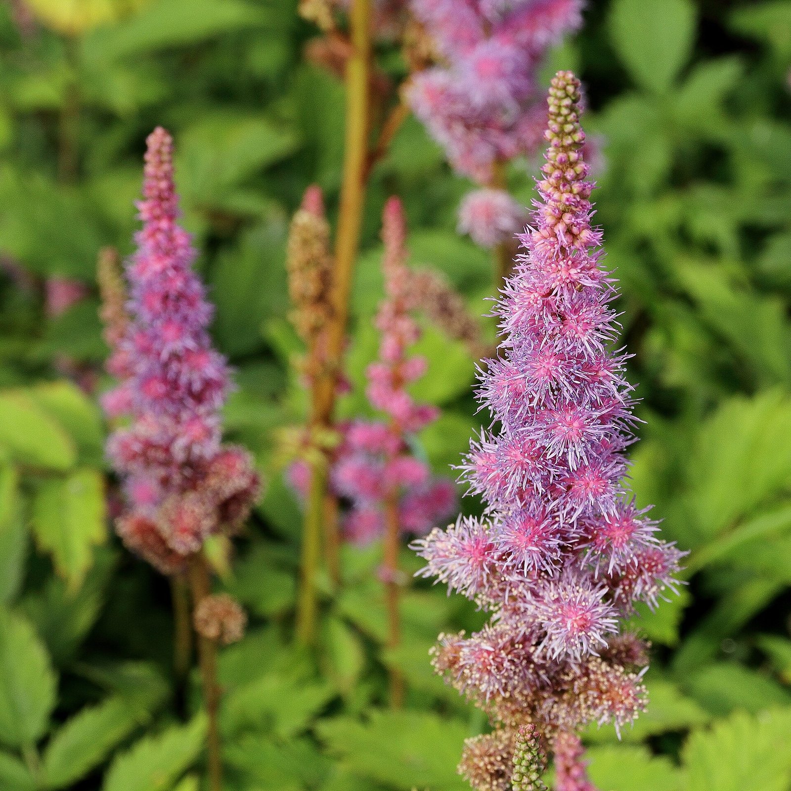 Astilbe flower plumes