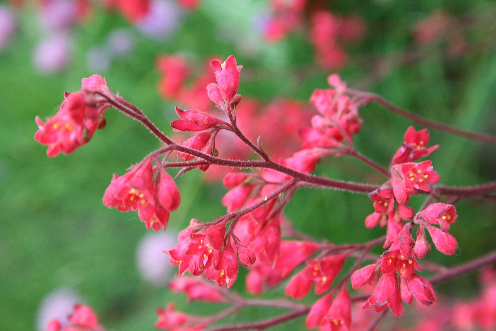 Coral bells foliage