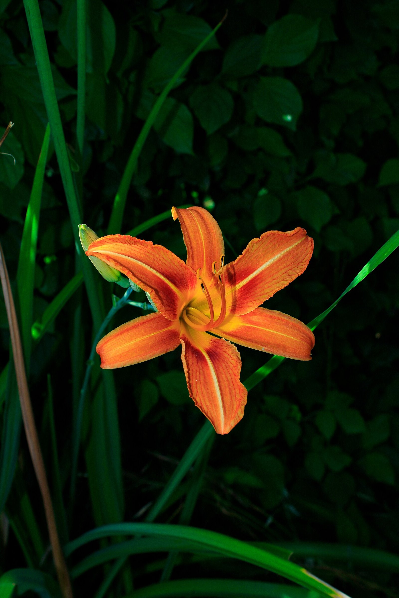 Orange daylily flowers blooming along a garden path