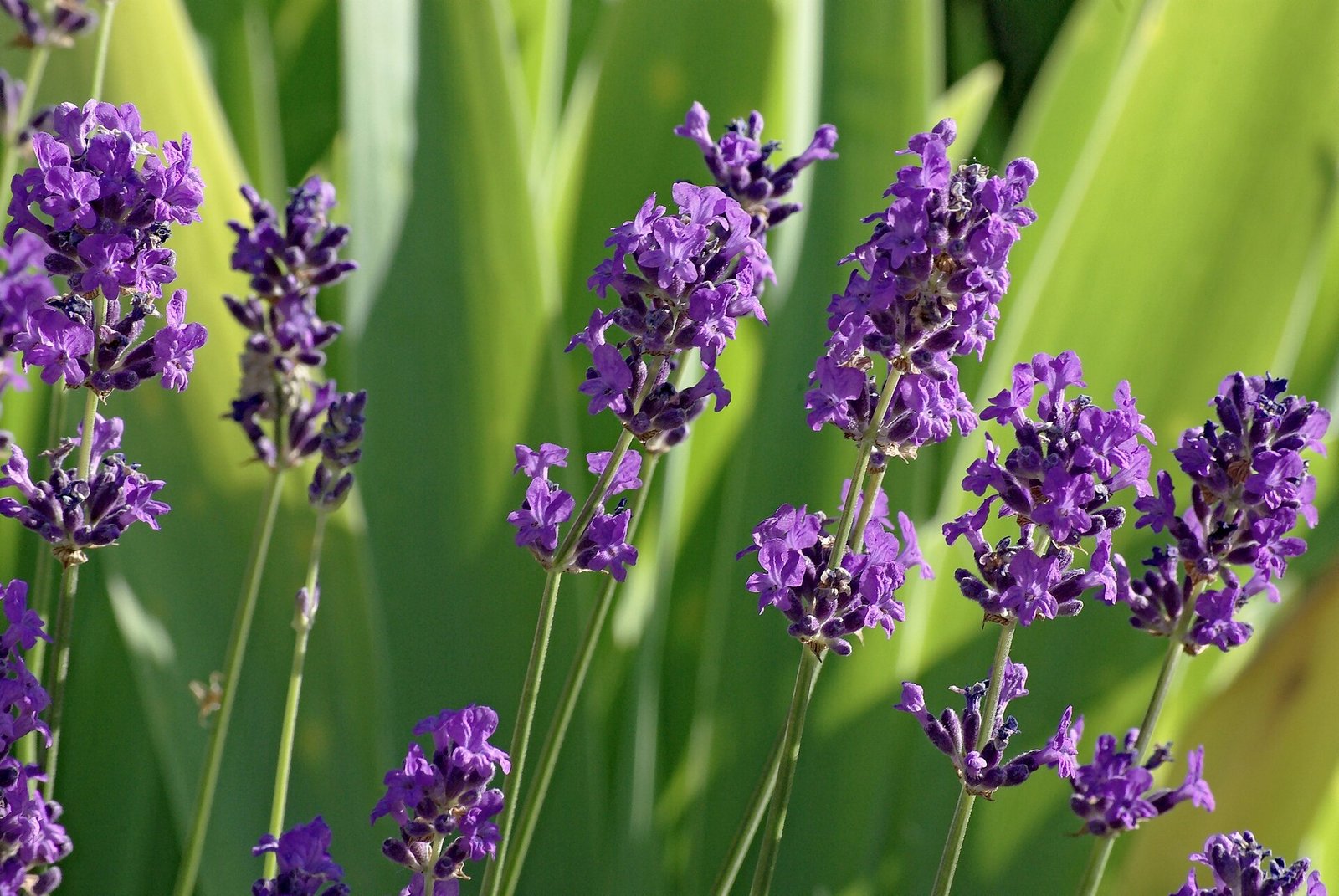 Rows of purple lavender in bloom