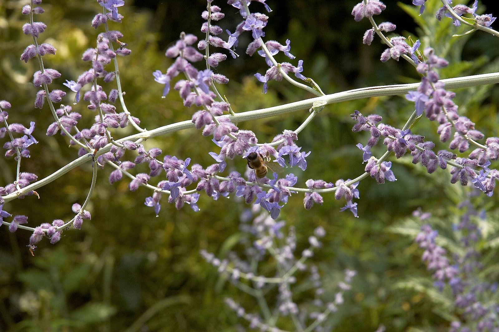 Russian sage in bloom