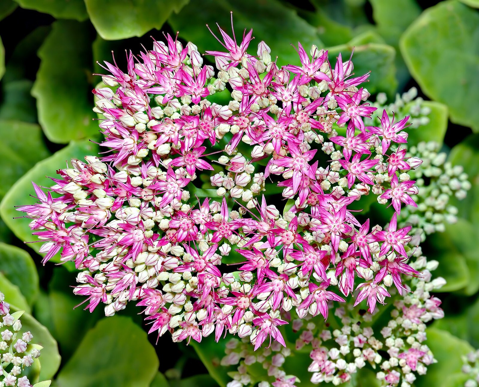 Sedum stonecrop flower heads