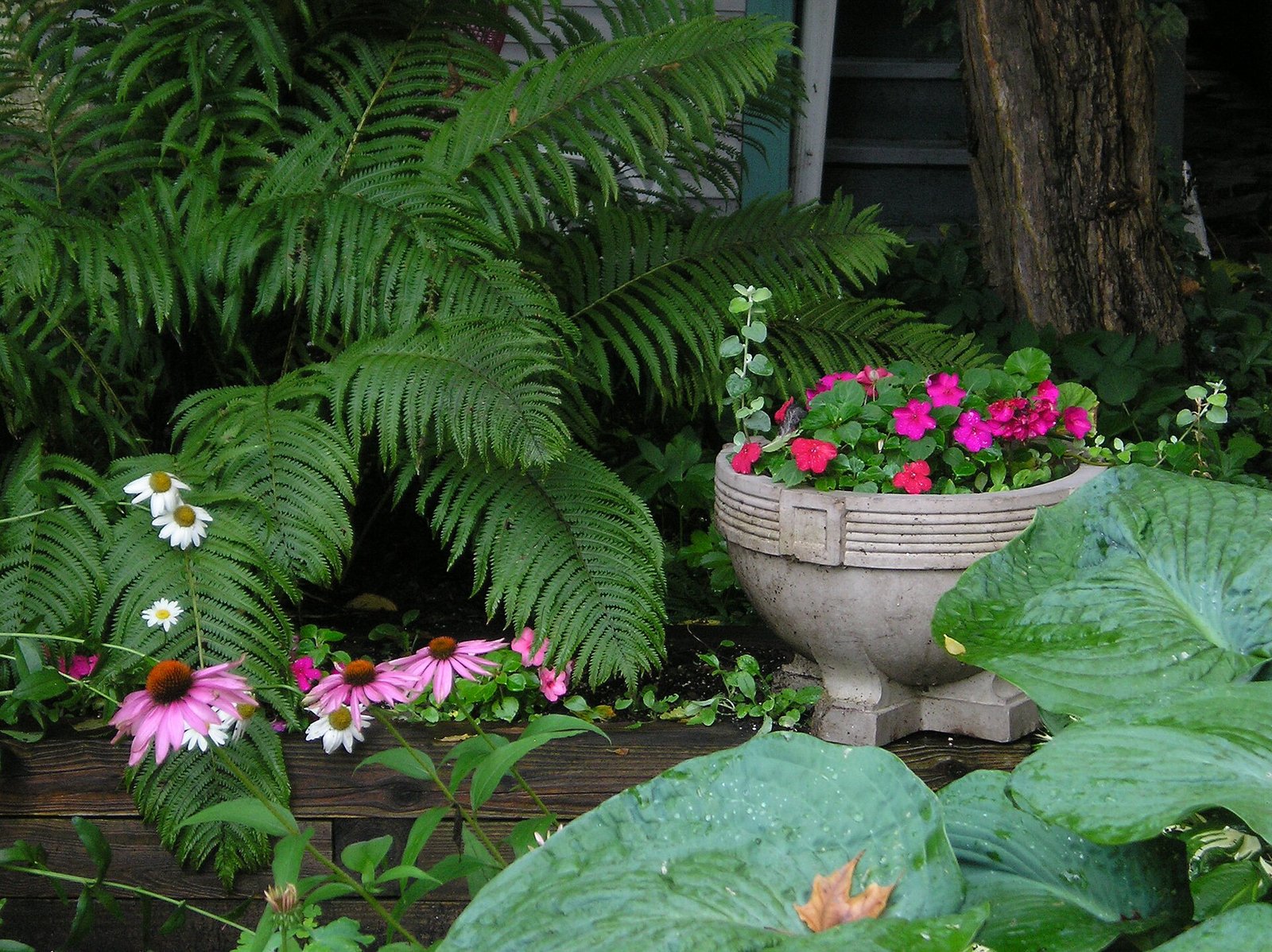 A shaded garden bed with hostas, coneflowers and ferns growing under trees